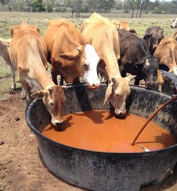 cattle-drink cattle-drink